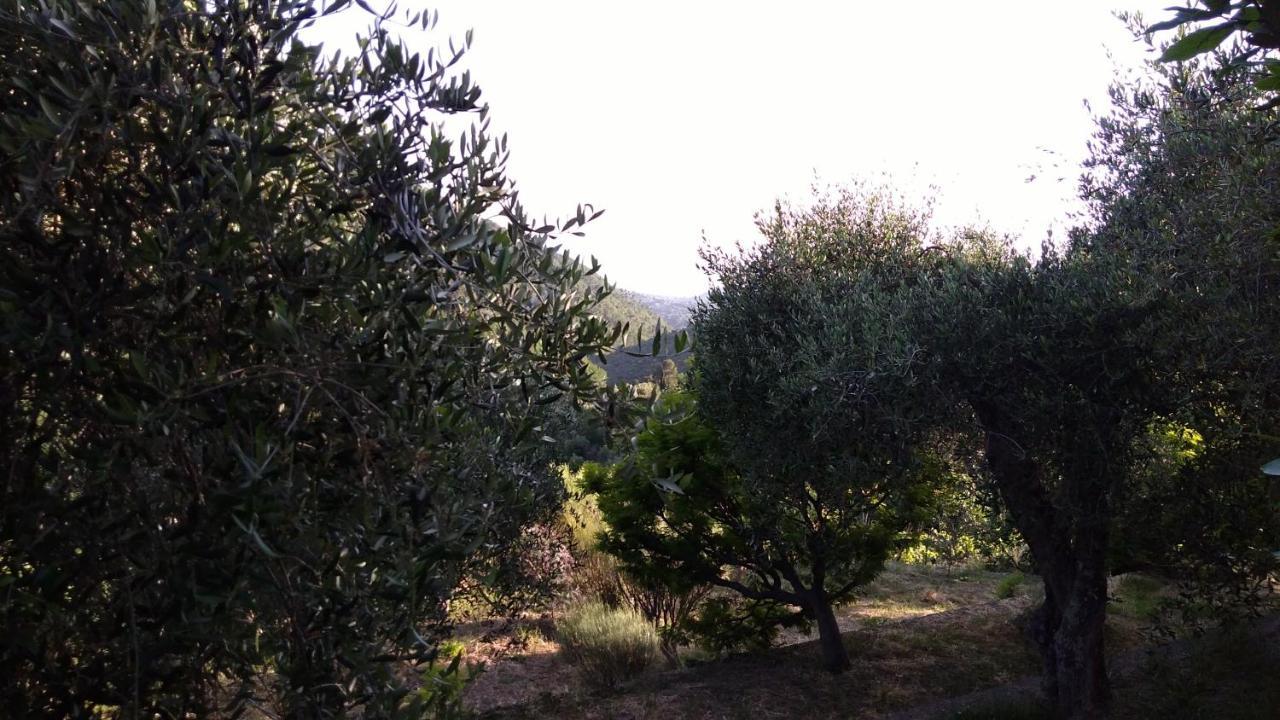 La Porta Del Sole Appartamento Nell'Oliveto Seborga Prensliği Dış mekan fotoğraf